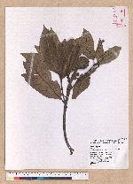 Lithocarpus lepidocarpus (Hayata) Hayata 鬼石櫟
