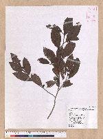 Lindera erythrocarpa Makino 鐵釘樹(紅果釣樟)