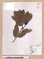 Cyclobalanopsis sessilifolia (Blume) Schottky 毽子櫟