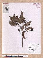 Beilschmiedia erythrophloia Hayata 瓊楠