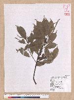 Pasania glabra (Thunb.) Oerst. 子彈石櫟