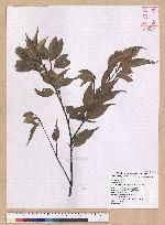 Castanopsis carlesii (Hemsl.) Hayata 長尾栲