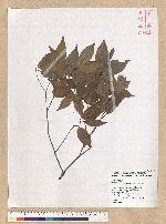 Neolitsea daibuensis Kamikoti 大武新木薑子