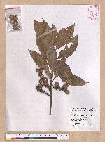 Pasania ternaticupula (Hayata) Schott 三斗石櫟