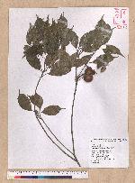 Pasania konishii (Hayata) Schottky 油葉石櫟
