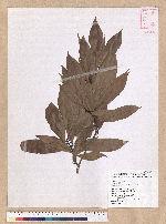 Machilus japonica Siebold et Zucc. 日本楨楠(假長葉楠)