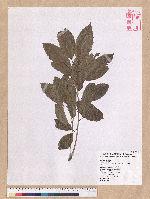 Cyclobalanopsis glauca (Thunb.) Oerst. 青剛櫟