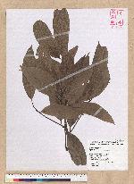 Machilus mushaensis Lu 霧社楨楠
