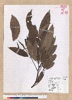 Machilus mushaensis Lu 霧社楨楠