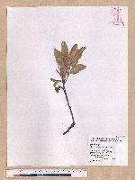 Pasania ternaticupula (Hayata) Schott 三斗石櫟