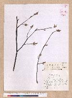 Lindera erythrocarpa Makino 鐵釘樹(紅果釣樟)