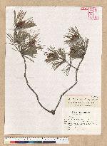 Pinus sp.