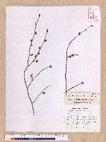 Lindera sp.
