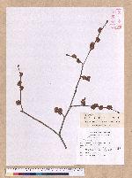 Lindera sp.