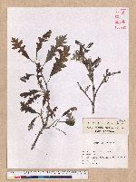 Quercus sp.