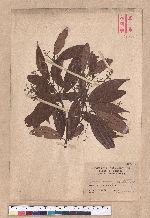 Cinnamomum randaiense Hayata 香桂