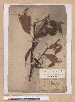 Lithocarpus brevicaudatus (Skan) Hayata 短尾葉石櫟