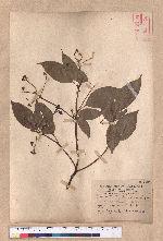 Cinnamomum kanehirai Hayata 牛樟