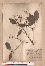 Cinnamomum kanehirai Hayata 牛樟
