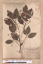 Cinnamomum kanehirai Hayata 牛樟