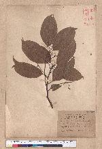 Cinnamomum kanehirai Hayata 牛樟