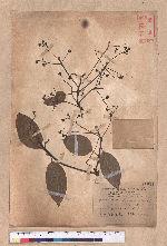 Cinnamomum kanehirai Hayata 牛樟