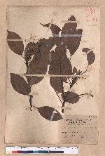 Cinnamomum kanehirai Hayata 牛樟