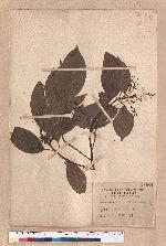 Cinnamomum micranthum (Hayata) Hayata 冇樟