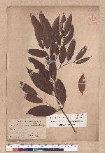 Cinnamomum randaiense Hayata 香桂
