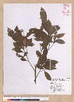 Litsea hypophaea Hayata 小梗木薑子(黃肉樹)