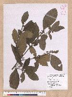 Litsea akoensis Hayata 屏東木薑子
