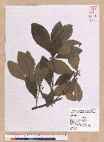 Litsea akoensis Hayata 屏東木薑子