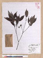 Cyclobalanopsis longinux (Hayata) Schott. 錐果櫟