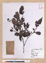 Cyclobalanopsis longinux (Hayata) Schott. 錐果櫟