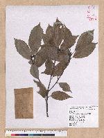 Cyclobalanopsis glauca (Thunb.) Oerst. 青剛櫟