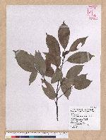 Cyclobalanopsis glauca (Thunb.) Oerst. 青剛櫟