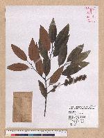 Castanopsis hystrix A. DC. 火燒柯