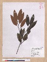 Castanopsis hystrix A. DC. 火燒柯