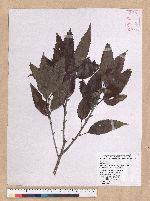 Cyclobalanopsis stenophylloides (Hayata) Kudo & Masamune ex Kudo 狹葉櫟