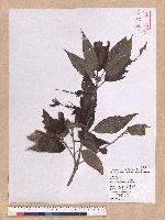 Cyclobalanopsis stenophylloides (Hayata) Kudo & Masamune ex Kudo 狹葉櫟