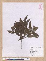 Quercus tatakaensis Tomiya 銳葉高山櫟