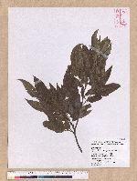 Quercus tatakaensis Tomiya 銳葉高山櫟