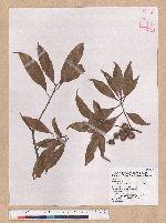 Pasania ternaticupula (Hayata) Schott 三斗石櫟