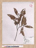 Pasania ternaticupula (Hayata) Schott 三斗石櫟