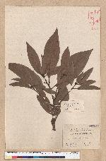 Machilus kusanoi Hayata 大葉楠