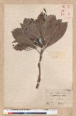 Machilus kusanoi Hayata 大葉楠