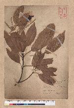 Lithocarpus brevicaudatus (Skan) Hayata 短尾葉石櫟