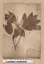 Lithocarpus brevicaudatus (Skan) Hayata 短尾葉石櫟