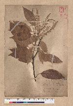 Lithocarpus brevicaudatus (Skan) Hayata 短尾葉石櫟