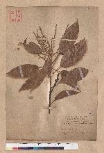 Lithocarpus brevicaudatus (Skan) Hayata 短尾葉石櫟